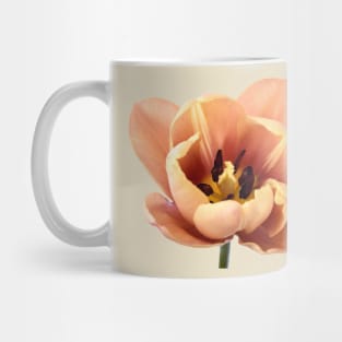 Tulipa &#39;La Belle epoque&#39;  Double Early Tulip Mug